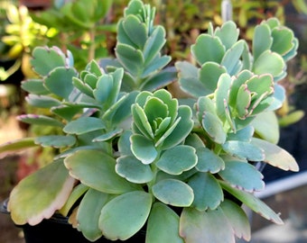 Kalanchoe Fedtschenkoi variegata - Lavender Scallops - 6" Succulent