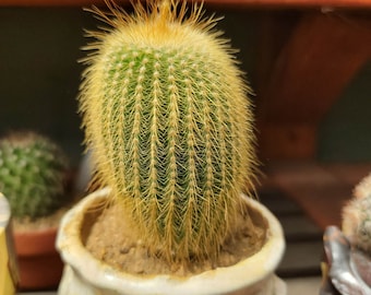 Parodia leninghausii - Yellow Tower Cactus