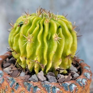 Stenocactus multicostatus f. variegata