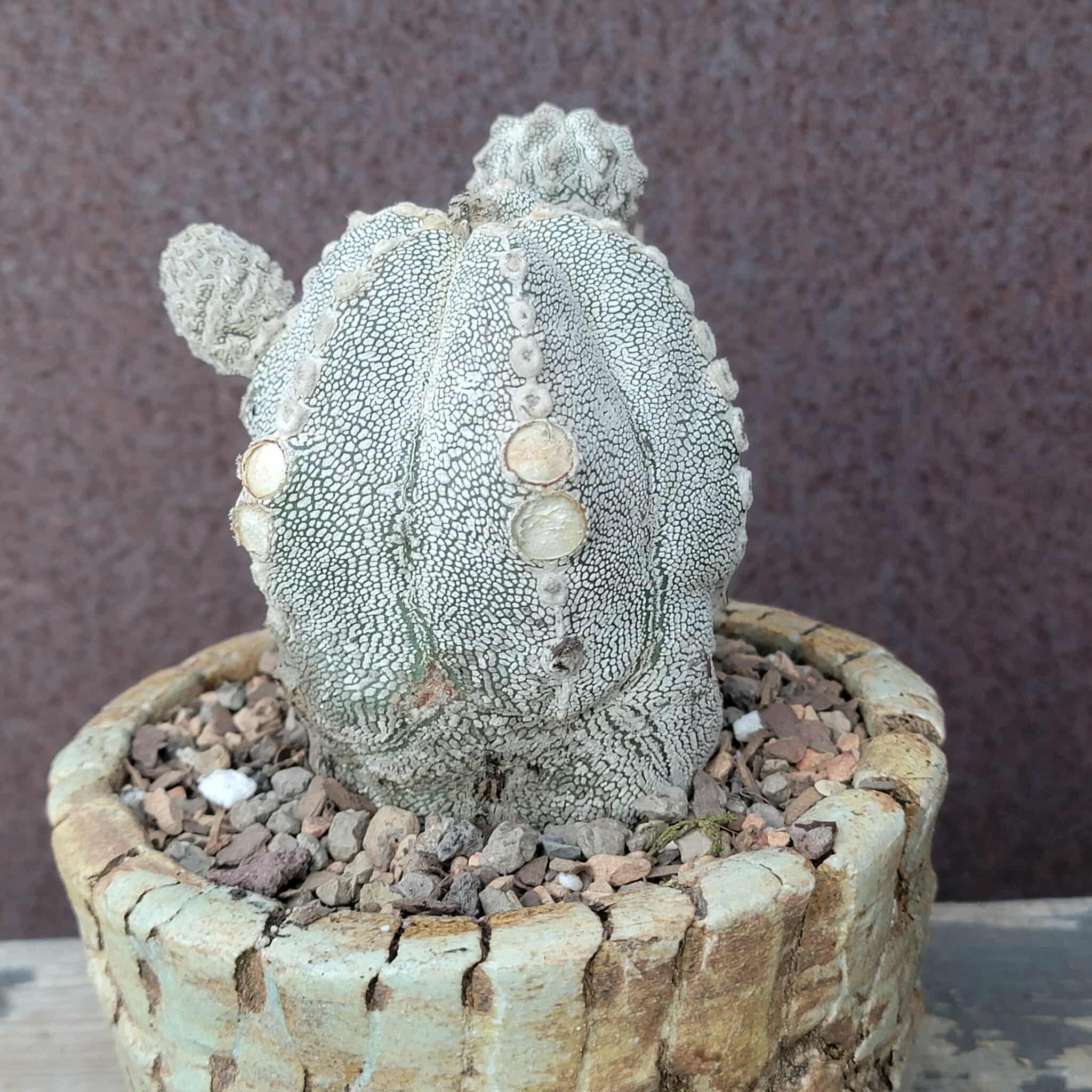 Astrophytum Myriostigma Cv. Onzuka With Pups! - Rare Cactus