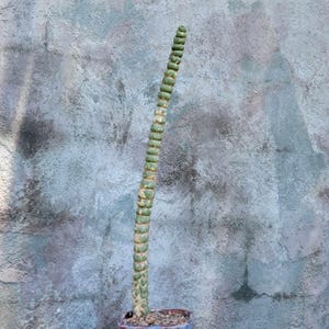Eulychnia castanea spiralis - Unicorn Cactus - 23&quot; tall! Rare cactus - Exact Specimen!