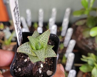 Haworthia Tessellata - Alligator Plant - Succulent