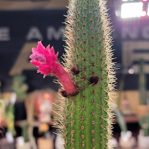 Peniocereus serpentinus - Nyctocereus serpentinus - Snake Cactus - 34&quot; Tall