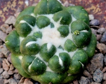 Coryphantha elephantidens cv inermis - Exact specimen - Rare cactus