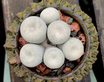 Epithelantha Bokei - 7 Heads - Very Rare Cactus - Japan