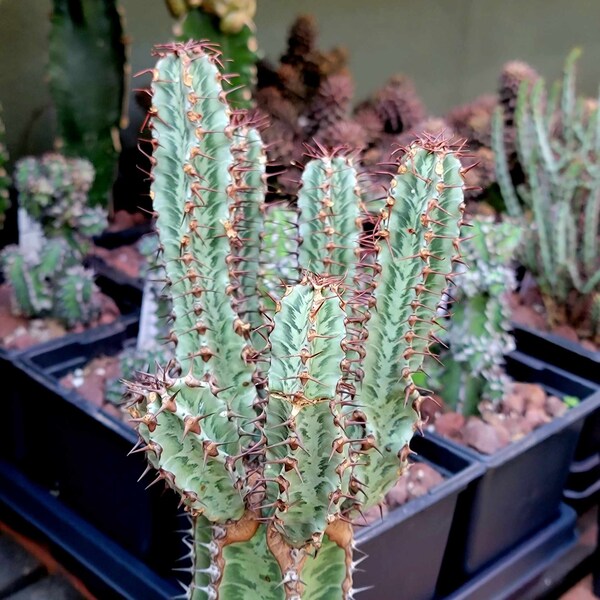 Euphorbia confinalis ssp. Rhodesia x 8 – Lebombo Euphorbia - Rare Succulent - Exact Specimen