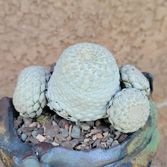 water plant pot Self Watering Pot main image 0