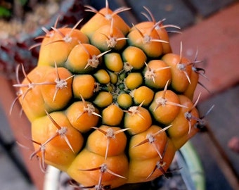 Gymnocalycium Ochoterenae Variegata - Rare Cactus