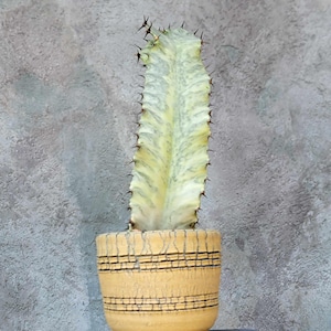 Euphorbia Ammak Variegata Succulent