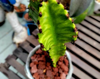 Euphorbia 'Watusi' - Very Rare Succulent - 12" Tall