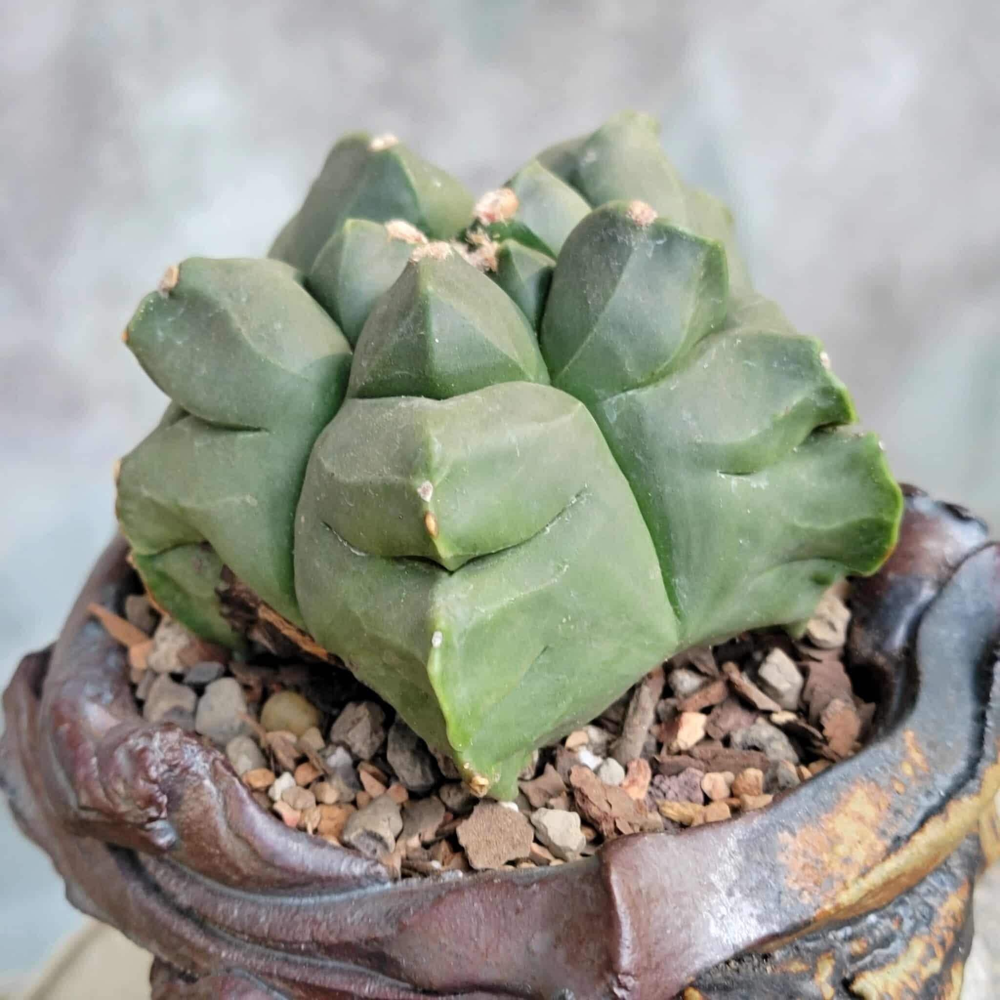 astrophytum myriostigma cv. kikko nudum Astrophytum myriostigma cv.kikko nudum Variegata (15 seeds)