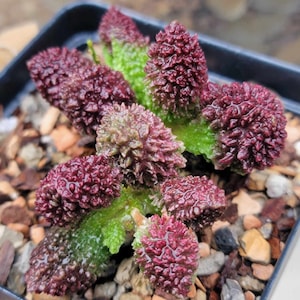 Adromischus marianae ssp. herrei &#39;Red Coral&#39; - Rare Succulent