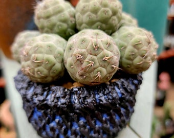Tephrocactus Geometricus – Snow Man Cactus – 8 Balls - Rare Cactus