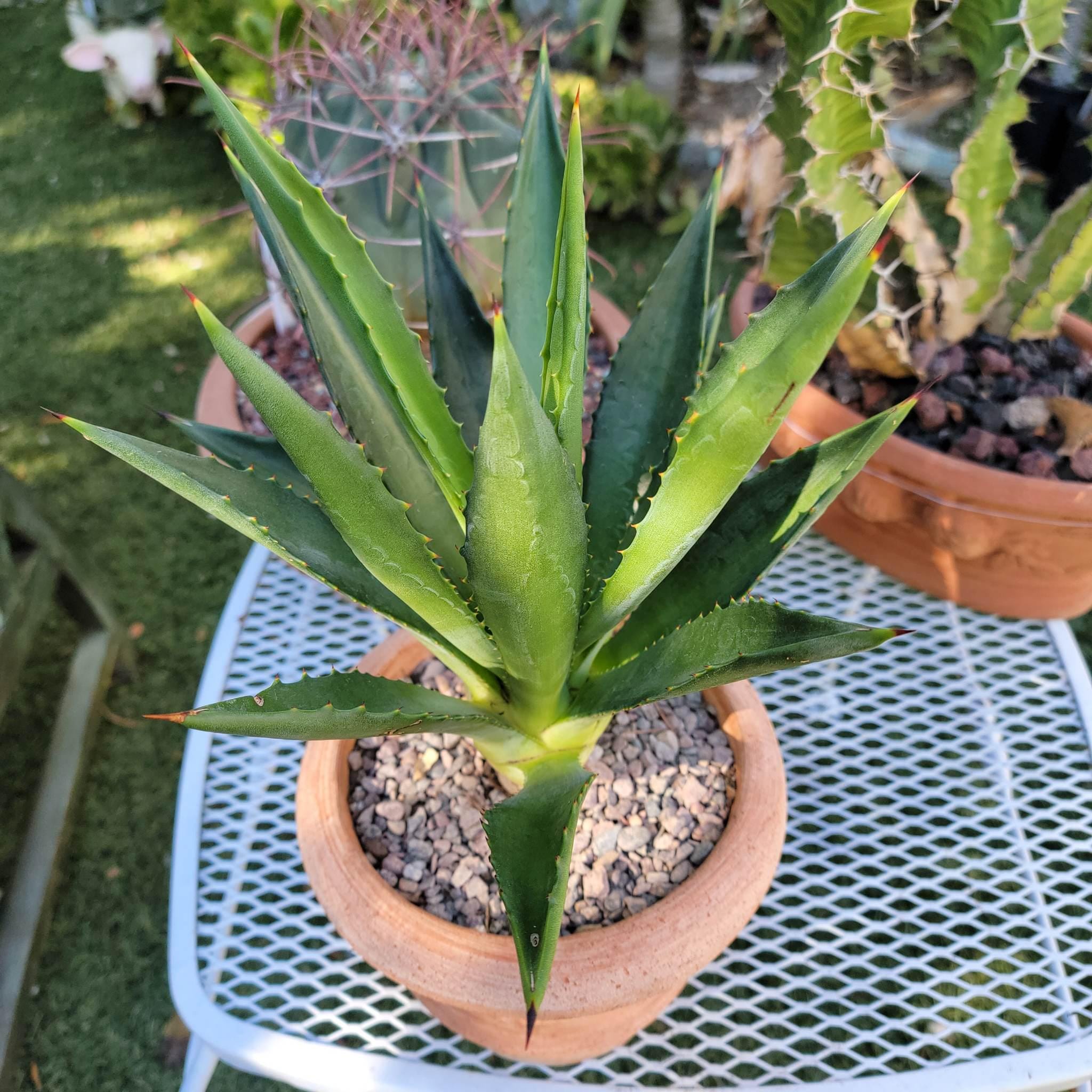 Agave Decipiens - False Sisal - Florida Agave Succulent - 1 Gallon - Etsy