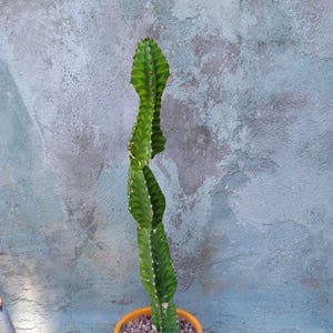 Euphorbia 'Watusi' - Very Rare Succulent - 24" Tall