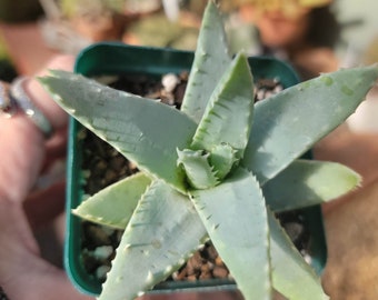 Aloe brevifolia – Crocodile Plant – 3.5" Succulent