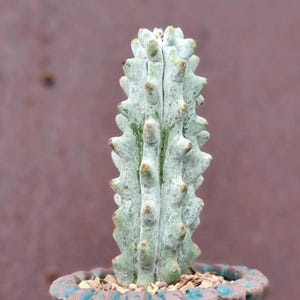 May include: A close-up of a small, light green cactus with a textured, spiky surface. The cactus is in a decorative, turquoise-rimmed pot with small pebbles at the base. The background is a muted, reddish-brown color.