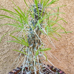 May include: A Pachypodium lamerei succulent plant featuring a thick, greyish-green, cylindrical trunk covered in long, sharp, white spines. Thin, bright green, lance-shaped leaves sprout from the top and sides of the stem, planted in dark gravel.