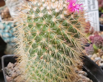 Mammillaria spinosissima - Cylindrical Pincushion Cactus