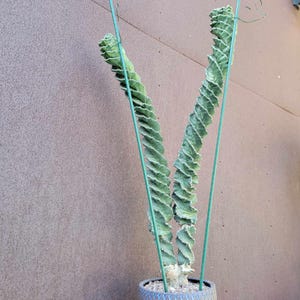 Cereus forbesii ‘Super Spiralis - Double Head - 3 Feet Tall! Rare Cactus - Spiral Cactus