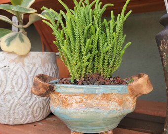 Crassula muscosa - Watch Chain Succulent