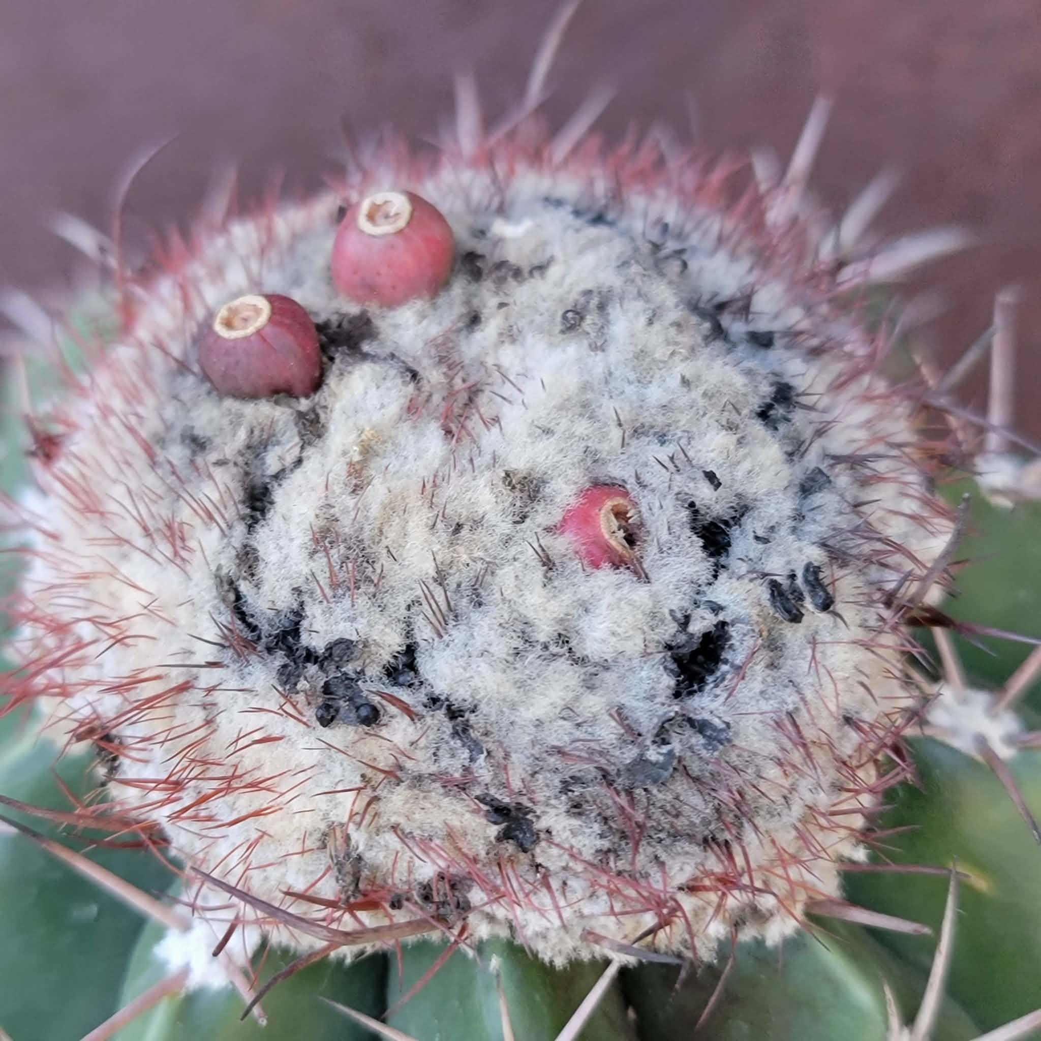 Melocactus Maxoni  Turk's Cap Cactus - Rare Cactus - BIG! Exact Specimen -  Etsy