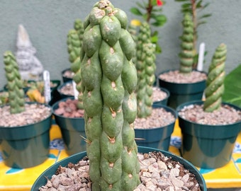 Eulychnia castanea cv. varispiralis - Spiral Cactus - Rare