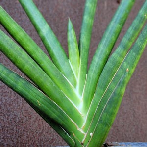 Sansevieria cylindrica - Dracaena angolensis Succulent - BIG! Exact Specimen