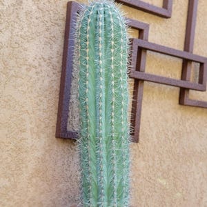 May include: A tall, green cactus with sharp white spines. The cactus is set against a textured, tan wall with a decorative, geometric metal design in the background. The cactus is a vibrant, natural element.