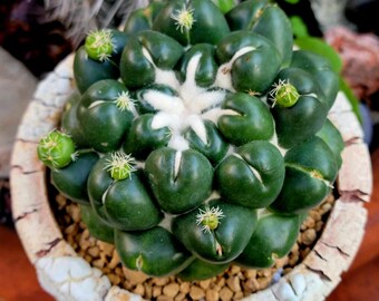 Coryphantha elephantidens cv inermis - Exact specimen - Rare cactus - Big with loads of babies!