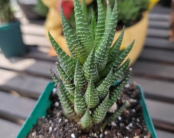 Haworthia fasciata - Zebra Plant Succulent