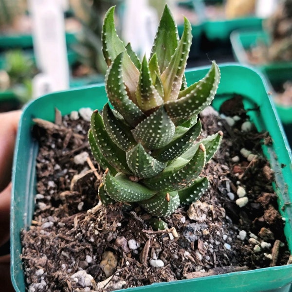 Haworthiopsis reinwardtii - Succulent