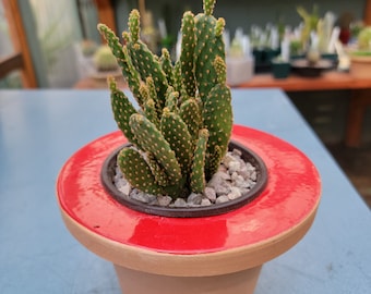 Opuntia rufida minima - Mini Cinnamon Cactus