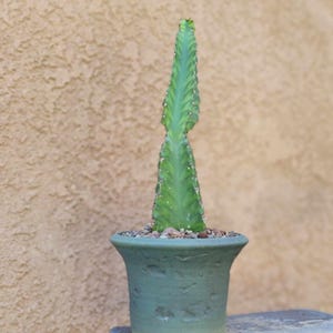 Euphorbia 'Watusi' - Very Rare Succulent - 10" Tall