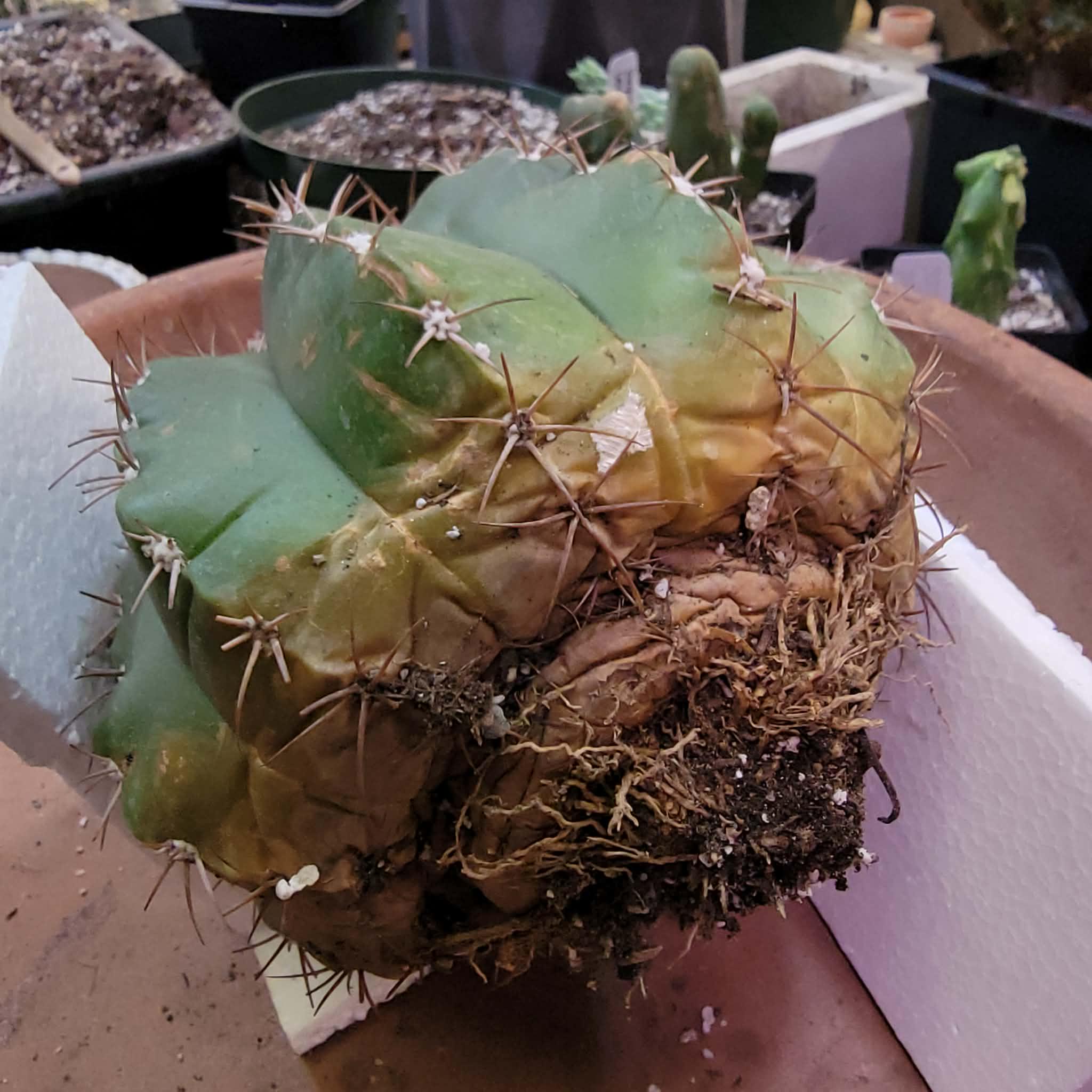 Melocactus Maxoni  Turk's Cap Cactus - Rare Cactus - BIG! Exact Specimen -  Etsy