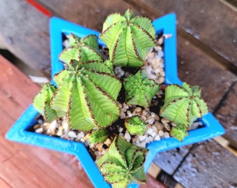 Euphorbia Anoplia - Tanzanian Zipper Plant Succulent