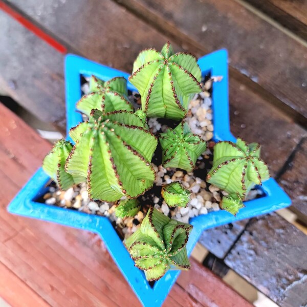 Euphorbia Anoplia - Tanzanian Zipper Plant Succulent