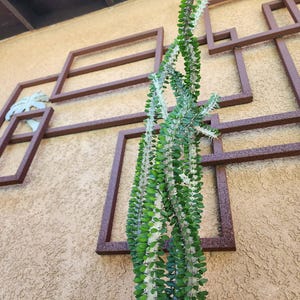 May include: A tall, slender Alluaudia procera cactus featuring multiple upright, pale green stems covered in small, dark green oval leaves and sharp, light-colored spines arranged in a spiral pattern, planted in a weathered blue ceramic pot.
