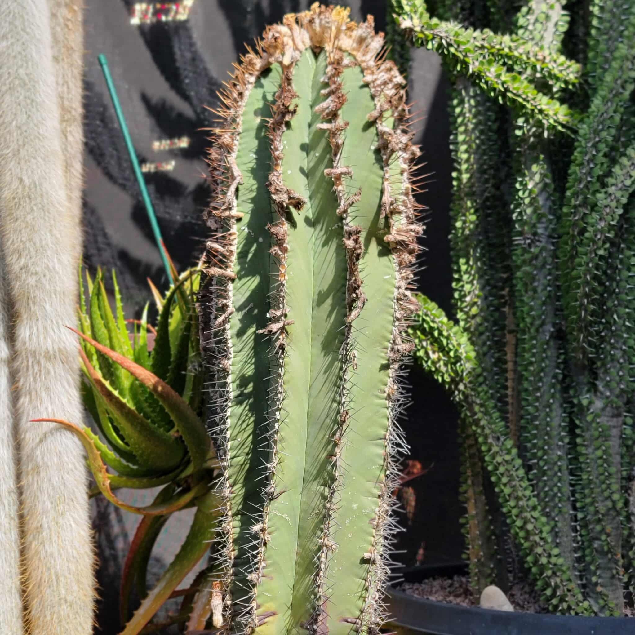 Astrophytum Ornatum Kikko - Etsy