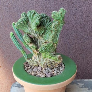 Myrtillocactus geometrizans f. cristata – Crested Blue Myrtle Exact Specimen - Rare Cactus - Exact Specimen
