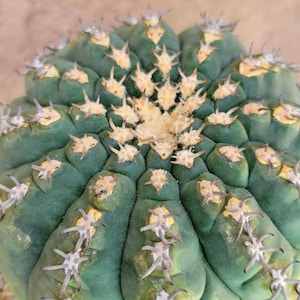 Gymnocalycium Spegazzinii V. Unguispinum  Seed Grown - Old Cactus - Etsy