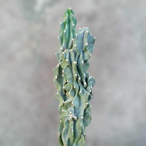 Cereus peruvianus var. monstrose - Peruvian Apple Cactus - Different Variety - Exact specimen