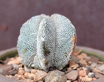Astrophytum Myriostigma KIKO Nudum Rare Japonais Hybride Cactus 150800944341