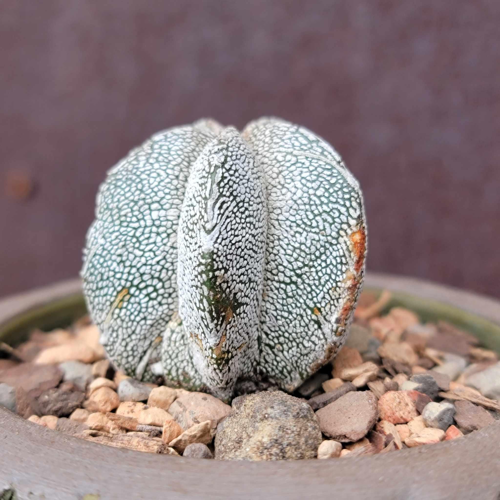 Astrophytum Onzuka - Etsy