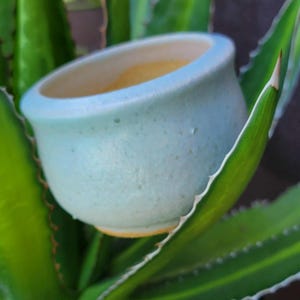 May include: A small, light blue ceramic pot with a rounded shape and a light yellow interior. The pot is set against a backdrop of green, spiky plant leaves. The pot's rim is a slightly darker shade of blue.