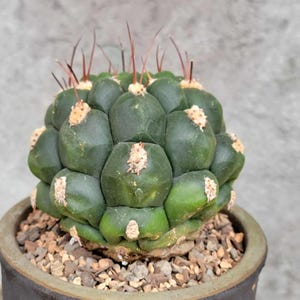 Gymnocalycium saglionis - Rare Cactus - Large Version - Exact Specimen