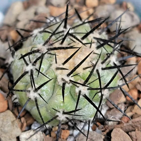Copiapoa Cinerea - Rare Cactus - Etsy