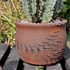 May include: A terracotta-colored ceramic pot with a textured surface and a unique design. The pot is filled with a green cactus plant with sharp spines.