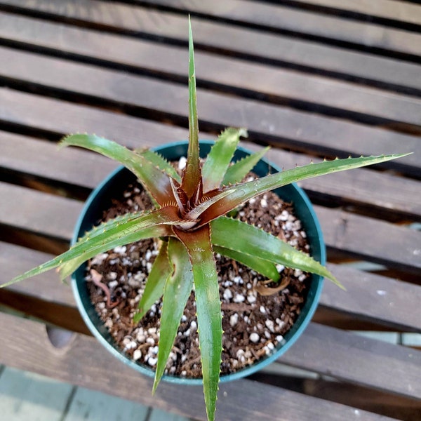 Dyckia 'Grape Jelly' Succulent