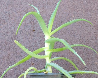 Aloe arborescens - Candelabra Aloe Succulent